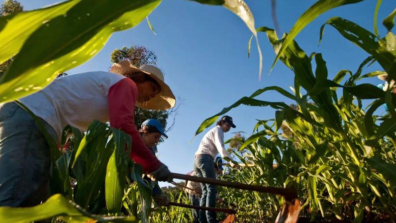 O agronegócio responde hoje por quase 30% da economia brasileira, emprega cerca de 28 milhões de pessoas (J R Ripper/Brazil Photos/LightRocket/Getty Images)