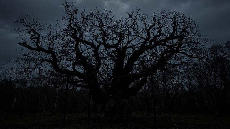 Major Oak, na floresta de Sherwood: segundo estimativas, a árvore teria cerca de 1.200 anos - (John Walton/ PA Images/Getty Images)