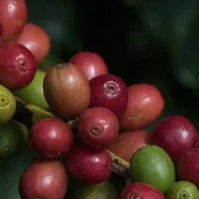 EUA ajudam Brasil a conter tarifaço, mas com cautela
