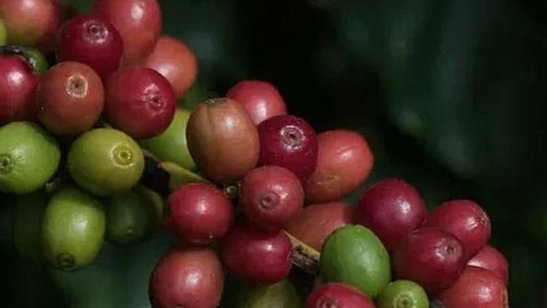 Setor cafeeiro dos EUA e do Brasil estão juntos nas negociações