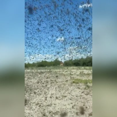 Nuvem de mosquitos invade lago na Rússia, expulsando turistas