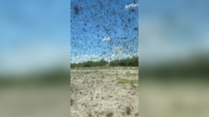Nuvem de mosquitos tomou conta de lago na Rússia e assustou turistas