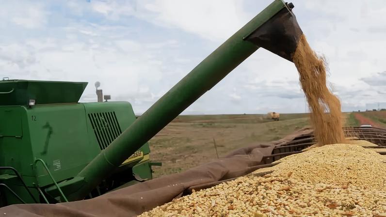 Soja terá safra recorde; algodão, arroz, milho, feijão e trigo devem recuar