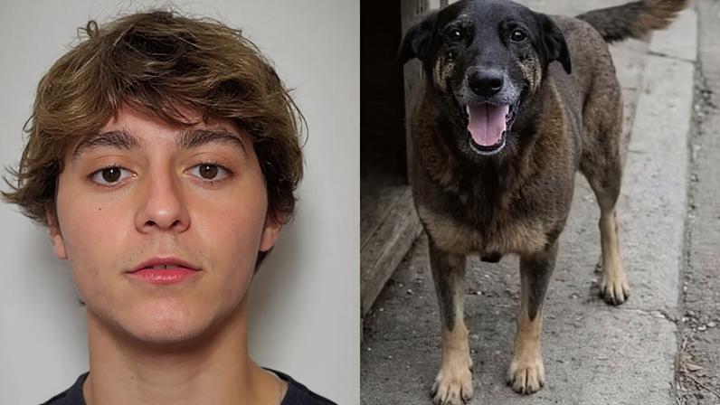 Adolescente do caso do cão Orelha falou depois de completar 18 anos