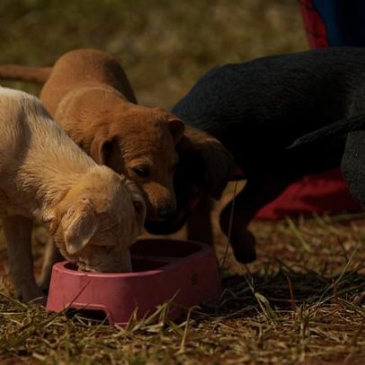 Pessoas que acariciam cães na rua escondem segredo