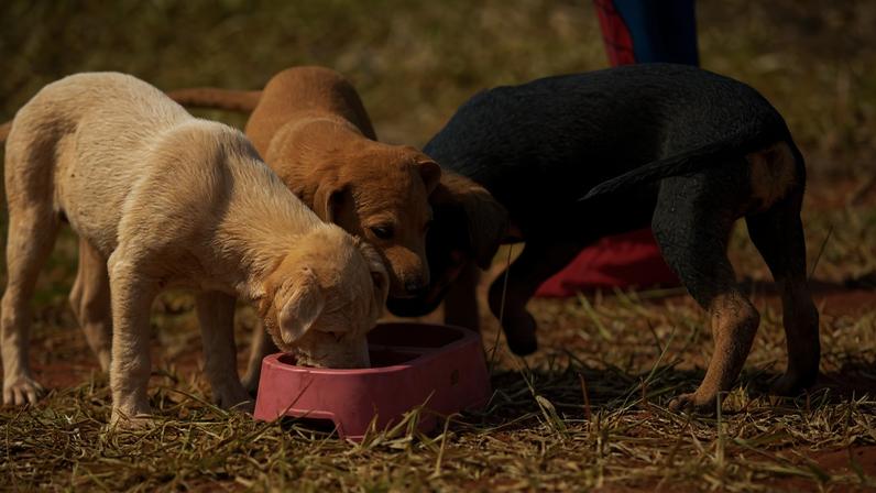 Na foto, três filhotes de cachorro de pelagem branca, marrom e preta comendo ração - Metrópoles