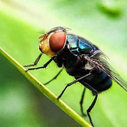 EUA têm plano para combater o bicho-da Screwworm com mais moscas