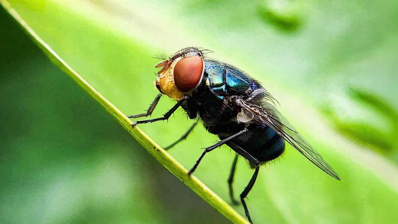 Cochliomyia hominivorax the New World screwworm fly or screwworm for short is a species of parasitic fly that is well...