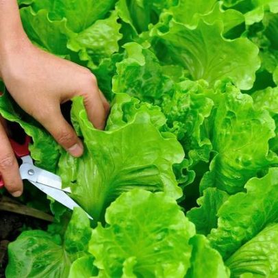 Como cultivar um jardim de cortes contínuos no verão