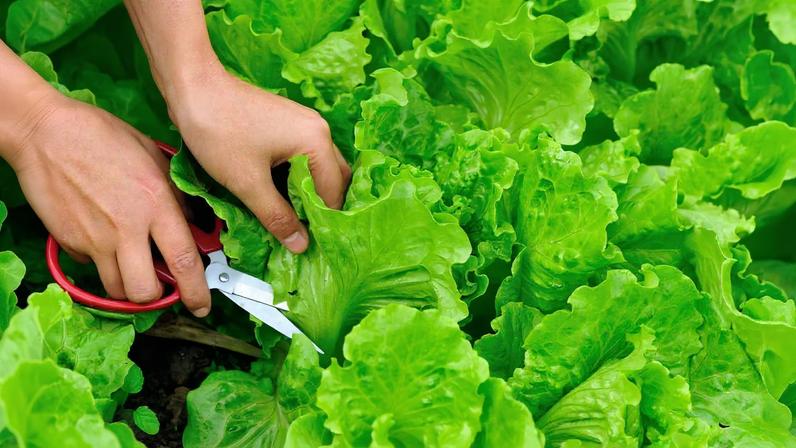 Como cultivar um jardim de cortes contínuos no verão