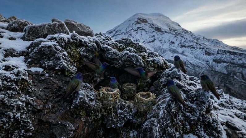 A espécie estudada foi o Chimborazo Hillstar, um beija-flor endêmico do alto dos Andes equatorianos que vive acima de 3.000 metros de altitude