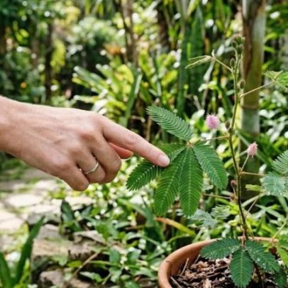 Plantas respondem ao toque: o que a pesquisa revela