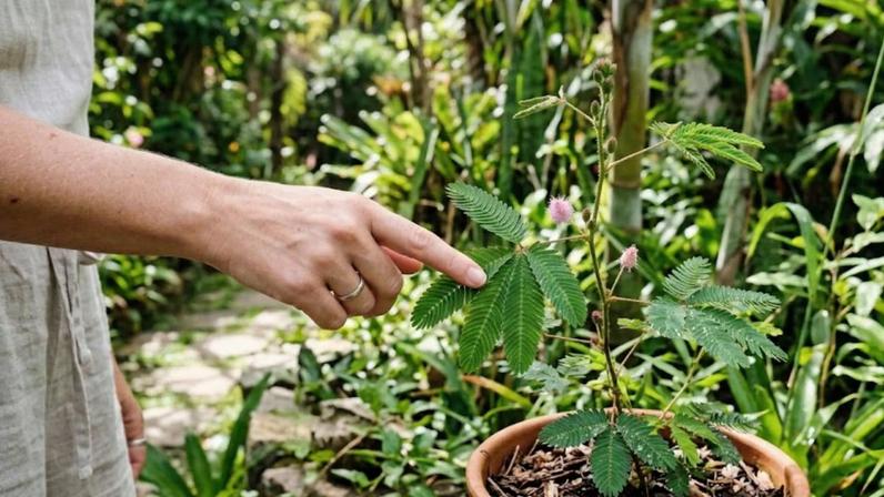 As plantas percebem o toque por meio de sensores celulares e sinais elétricos surpreendentes. (Imagem: Fala Ciência via Gemini)