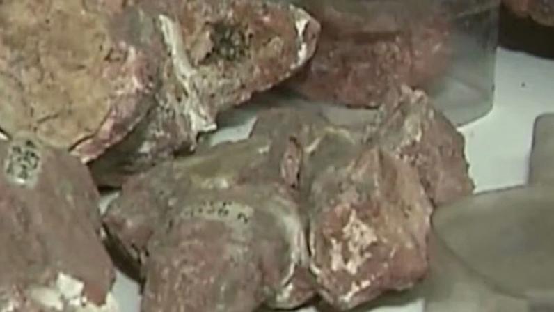 Nova espécie de réptil pré-histórico é descoberta no RS