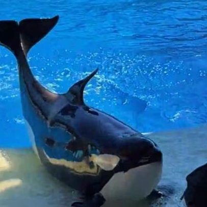 VIP Tour do SeaWorld: bastidores e encontros com animais