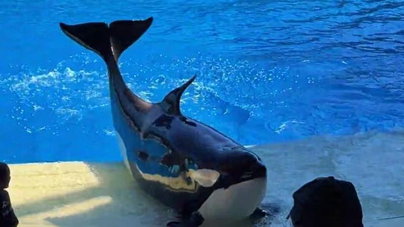 Conheça os bastidores do SeaWorld, nos Estados Unidos