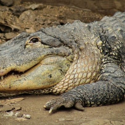 Homem é preso após empurrar menino de 3 anos para jaula de crocodilos