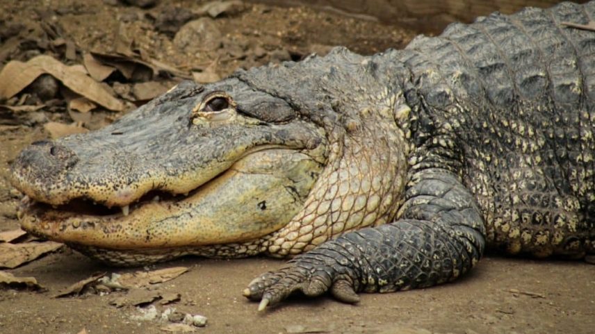 Homem é preso após empurrar menino de 3 anos para jaula de crocodilos