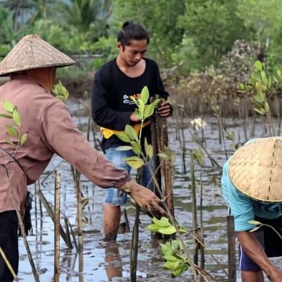 Pescadores de Lombok ligam segurança alimentar à reflorestação de manguezais