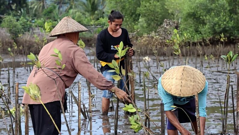 Residents in East Lombok plant mangroves. Image by Ahmad H. Ramdhani/Mongabay Indonesia.