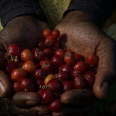 Café mais resistente ao clima amplia cultivo além de Arábica e Robusta