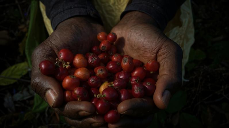 Café mais resistente ao clima amplia cultivo além de Arábica e Robusta