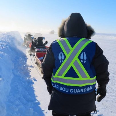 Canadá planeja rodovia no Ártico; guardiões indígenas buscam entender caribus