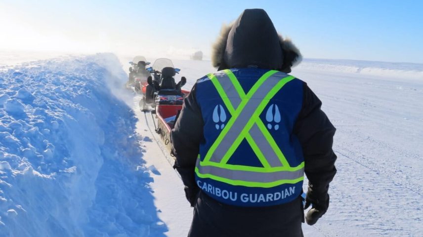 Canadá planeja rodovia no Ártico; guardiões indígenas buscam entender caribus