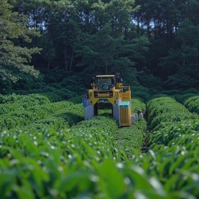 Nescafé ultrapassa metade do café global com agro regenerativa e trabalho justo