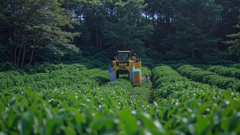 Sistemas agroflorestais, manejo do solo e diversificação de cultivos estão entre as práticas promovidas pelo Nescafé Plan para aumentar a resiliência da produção de café (Divulgação)