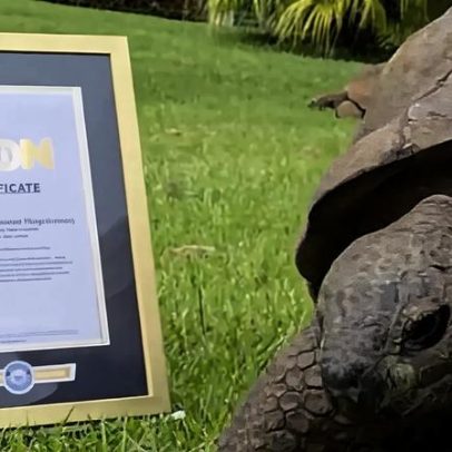 Tartaruga Jonathan, com 194 anos, é o animal terrestre mais velho