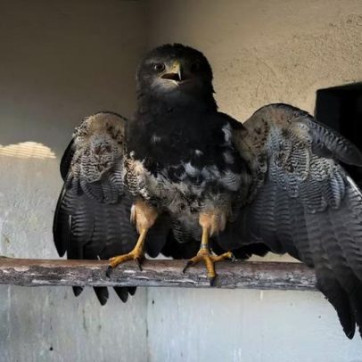 Águia-chilena monitorada por GPS atrai atenção para fauna no BH Airport