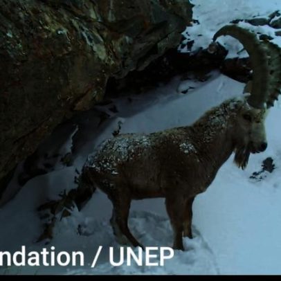 Corredor climático para leopardos-das-neves no Quirguistão