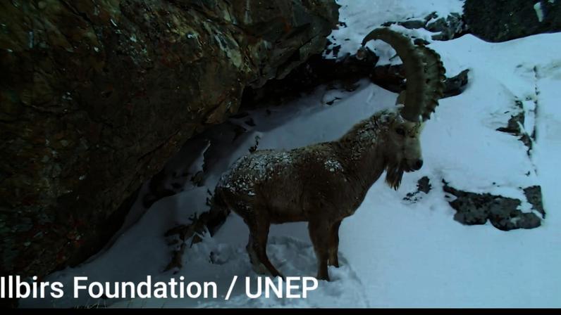 Corredor climático para leopardos-das-neves no Quirguistão