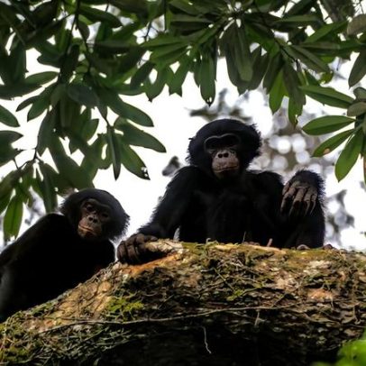 Quatro anos para ganhar a confiança de bonobos no Salonga, RD Congo