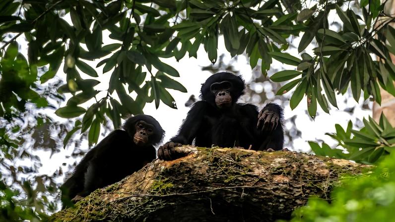 Bonobos in Salonga National Park, the largest tropical rainforest national park in Africa. Researchers are working to habituate wild bonobos to human presence in an effort to support conservation and scientific research.