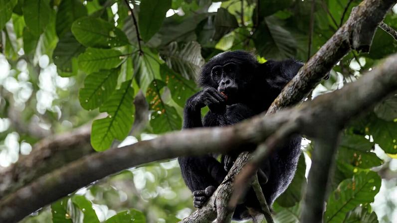 A bonobo in Salonga National Park. Image courtesy of Alice Péretié/Chengeta Wildlife.