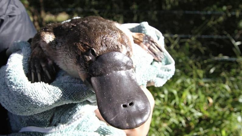 A platypus ready for release, after being captured, weighed, measured and given a health assessment. Image courtesy of Gilad Bino/Platypus Conservation Initiative.