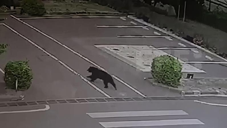 Ao menos quatro pessoas ficaram feridas em uma série de ataques de urso na cidade de Fukushima, no nordeste do Japão (Foto: EFE/Redes Sociais)