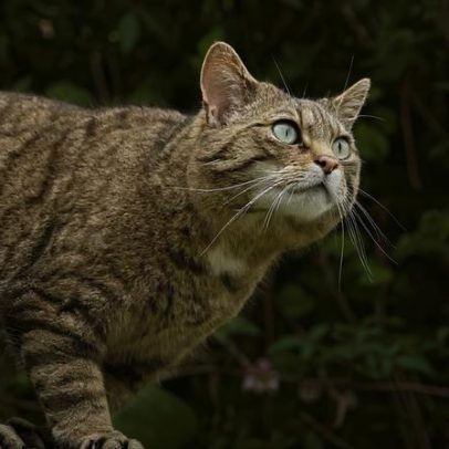 Gato-selvagem europeu retorna em algumas regiões
