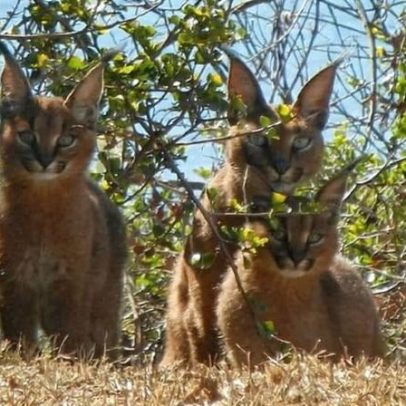 Raticidas para roedores ameaçam felinos silvestres e outras espécies