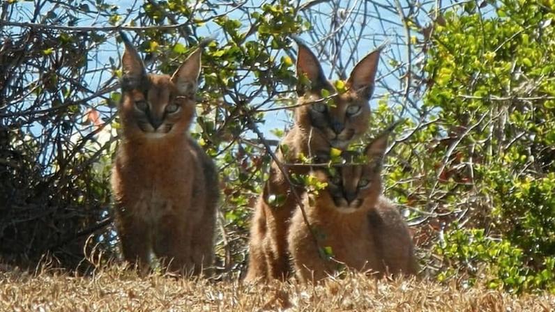 Raticidas para roedores ameaçam felinos silvestres e outras espécies