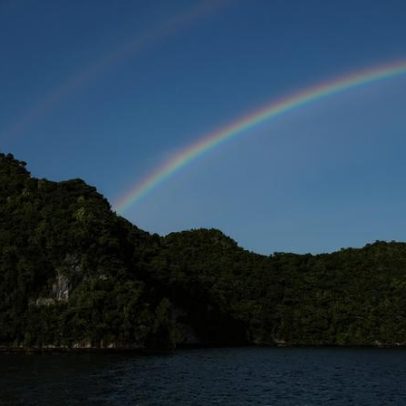 Restauração significativa em terra e mar após remoção de ratos de ilha