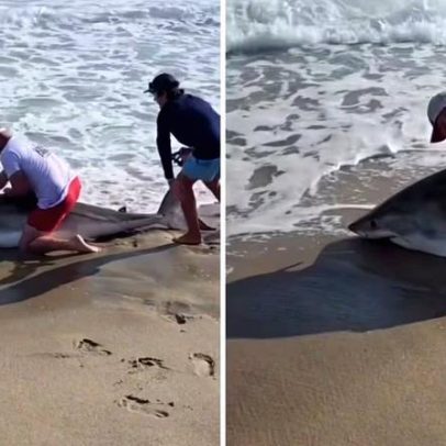 Pescador luta com tubarão-branco gigante em praia dos EUA