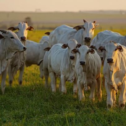 China reconhece Brasil como território livre de febre aftosa sem vacinação