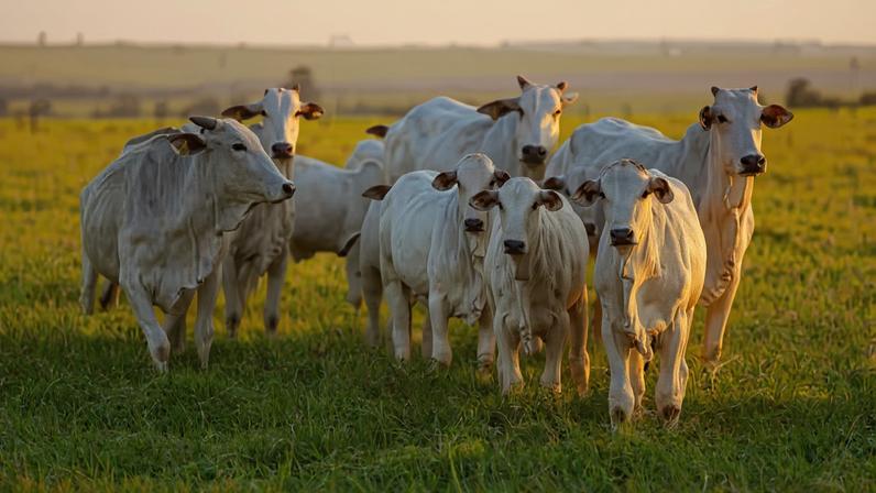 China reconhece status sanitário do Brasil e abre espaço para ampliar exportações
