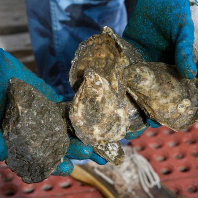 Aumento da presença de superbactérias resistentes em pescados e frutos do mar