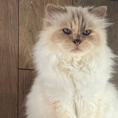 Gatinha herda herança de estilista, vira milionária e fica falida