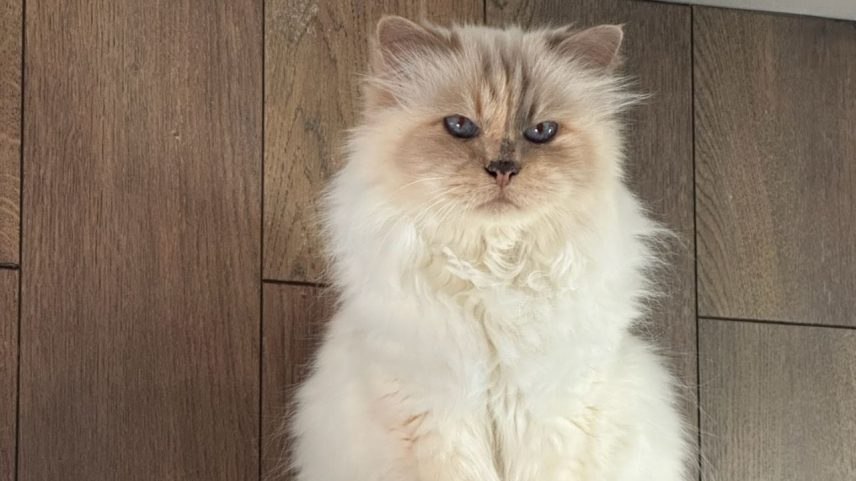 Gatinha herda herança de estilista, vira milionária e fica falida