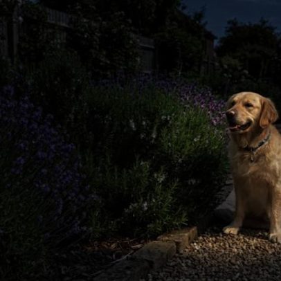 4 tipos de arbustos que afastam carrapatos do quintal de quem tem cães